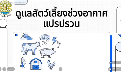 🌧🐄 การดูแลโค–กระบือช่วงอากาศแปรปรวน  โดย สำนักงานปศุสัตว์จังหวัดสุรินทร์