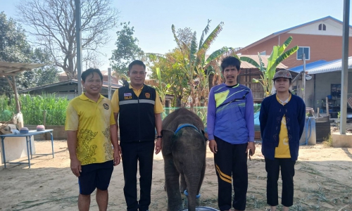 ปศุสัตว์สุรินทร์ลงพื้นที่ตรวจเยี่ยมการจัดการสวัสดิภาพและตรวจสุขภาพสีดองามโชค