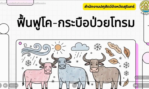 🐄✨ การฟื้นฟูโค–กระบือป่วยโทรมช่วงอากาศเปลี่ยนแปลง ช่วงปลายฝนต้นหนาวทำให้สัตว์อ่อนแอ ภูมิคุ้มกันลดลง เสี่ยงป่วยโทรมง่าย ⭐ แนวทางฟื้นฟูแบบเร็ว