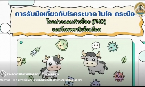 องค์ความรู้  FMD  พยาธิเม็ดเลือด  การดูแลสุขภาพสัตว์ช่วงอากาศเปลี่ยนแปลง ครับ