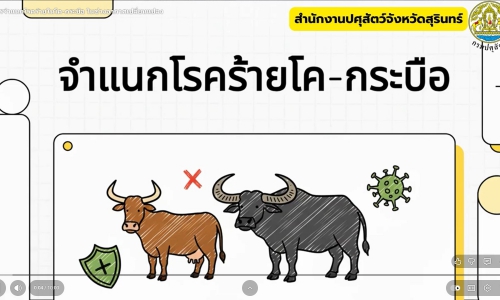 📣 การจำแนกโค–กระบือป่วยตายช่วงอากาศเปลี่ยนแปลง
