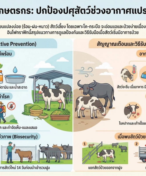 ช่วงอากาศแปรปรวน สัตว์จะอ่อนแอป่วยง่ายนะครับ ขอให้เกษตรกรดูแลคอกให้อุ่น–แห้ง 🏡 น้ำสะอาด 💧 อาหารดี 🥕 ถ้าเห็นวัวควายซึม มีไข้ หรือกินได้น้อย ให้แยกไว้ก่อนนะครับ 🐄➡️🏡 งดเคลื่อนย้าย และแจ้งปศุสัตว์ใกล้บ้านได้เลยครับ 📞🤝