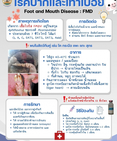🐂🦠FMD โรคปากและเท้าเปื่อย 🦠🐄   (Foot and mouth disease)