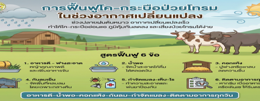 การฟื้นฟูโค–กระบือป่วยโทรมช่วงอากาศเปลี่ยนแปลง ช่วงปลายฝนต้นหนาวทำให้สัตว์อ่อนแอ ภูมิคุ้มกันลดลง เสี่ยงป่วยโทรมง่าย