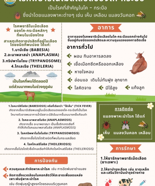 ✨โรคพยาธิในเม็ดเลือดของโค-กระบือ✨🦟