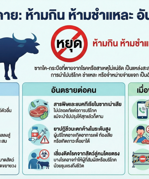 🐄❌ โค–กระบือตาย แบบป่วย/ไม่ทราบสาเหตุ ห้ามกิน–ห้ามชำแหละ–ห้ามเคลื่อนย้าย!