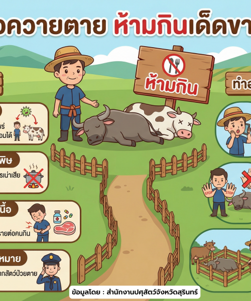 🐄❌ โค–กระบือตายด้วยโรคระบาด หรือไม่ทราบสาเหตุ กินได้ไหม? 👉 ห้ามกิน! ห้ามชำแหละ! ห้ามจำหน่าย–เคลื่อนย้ายซาก!